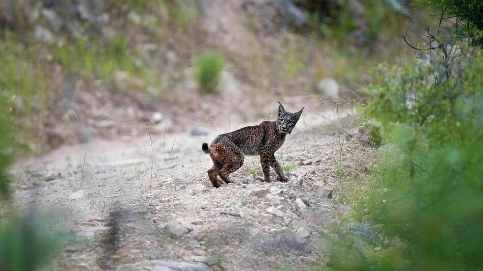 Luchs zurück in Spanien: Super Raubtier