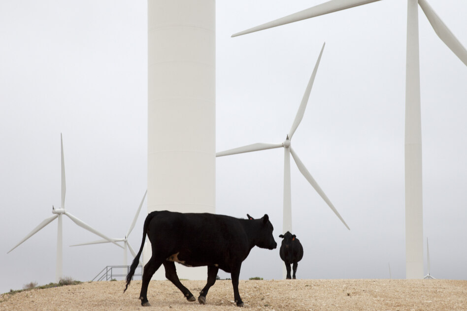 Erneuerbare Energien in den USA: Trump gibt sich vorerst im Kampf gegen Windräder geschlagen