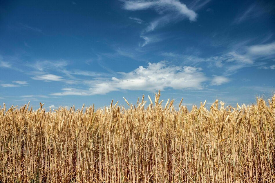 EU-Regeln für Gentechnik: Monsanto freut sich