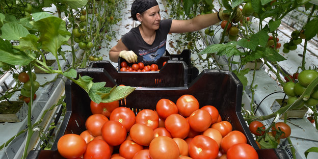 Eine Frau erntet in einem Gewächshaus Tomaten