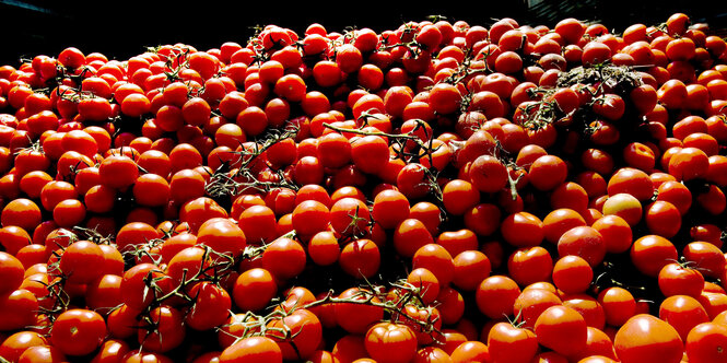 Ein großer Haufen Tomaten.