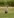 Großer Schreitvogel im Gras