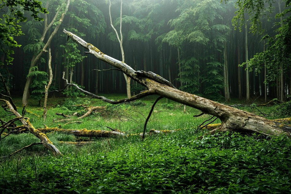 Expertengremium der Regierung fordert: Natur als kritische Infrastruktur schützen