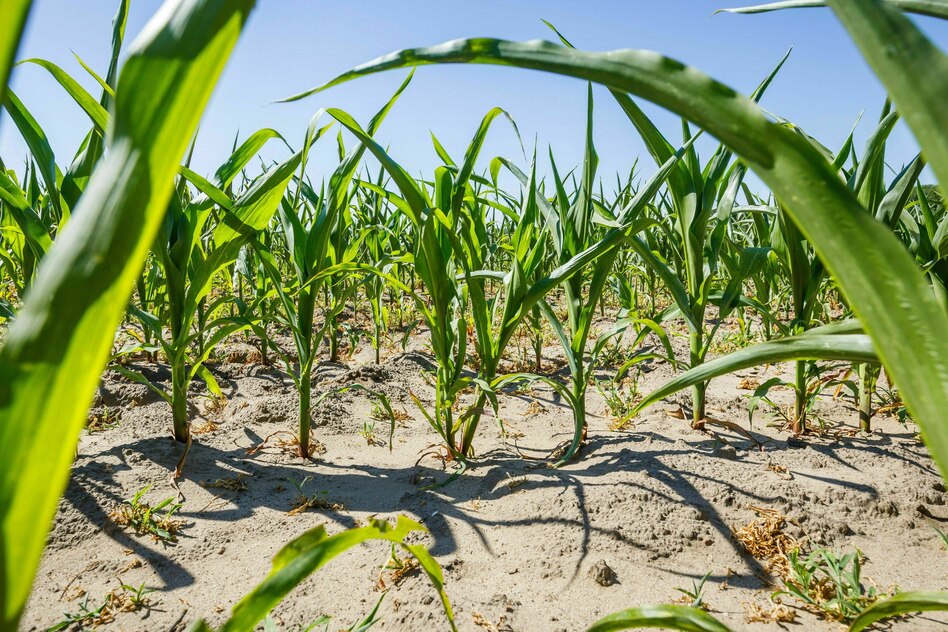 Landwirtschaft: Die Gemeinsame Europäische Agrarpolitik gehört abgeschafft
