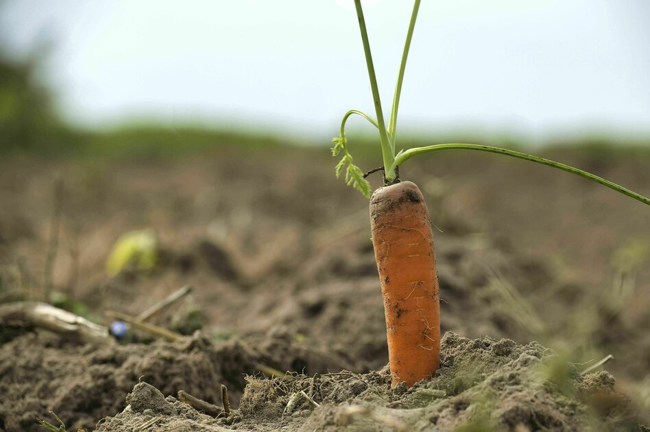 EU-Förderung der Landwirtschaft: Umweltschützer gegen Pläne für Reform der Agrarsubventionen