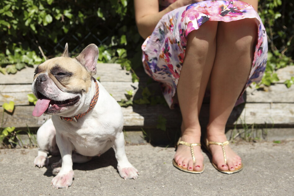 Kinder fragen, die taz antwortet: Warum haben Bulldoggen keinen Schwanz?