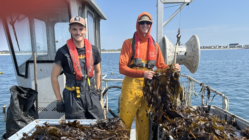 Algenanbau in der Bretagne: Spaghetti und Spinat aus dem Meer