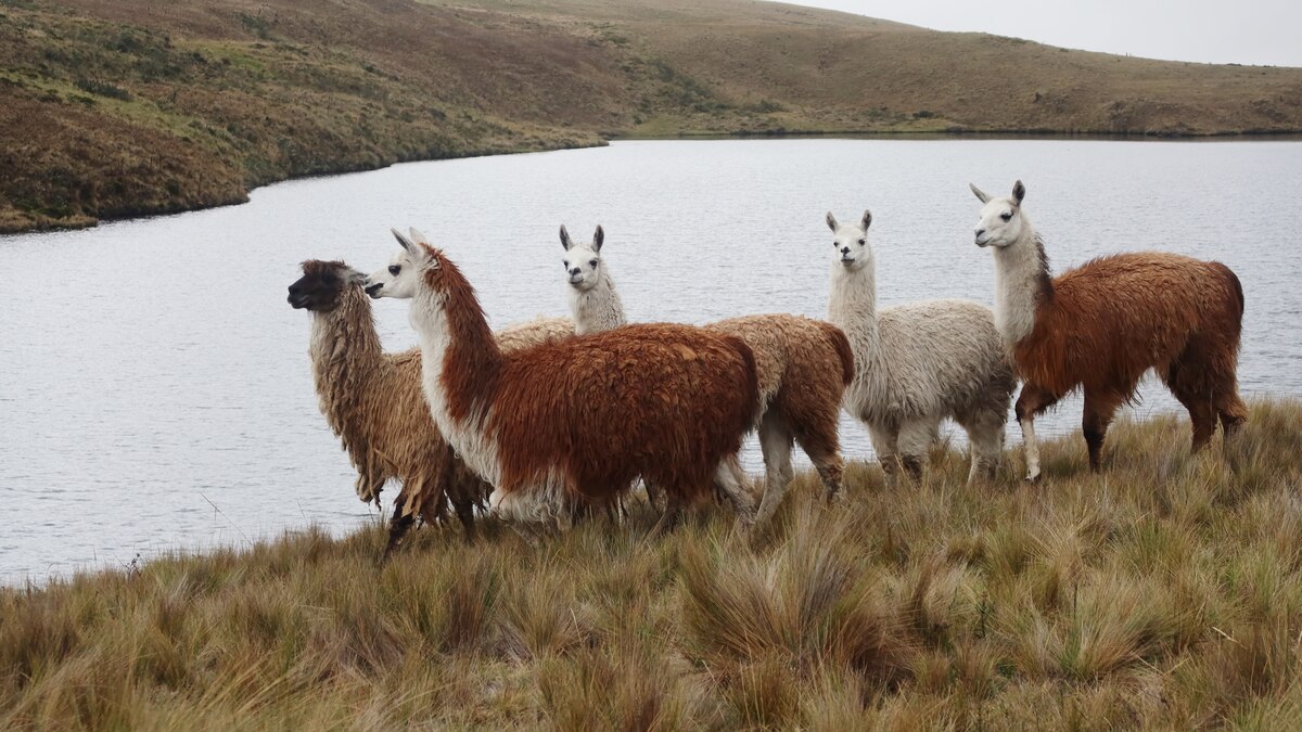 Environmental protection in Ecuador: The price of gold