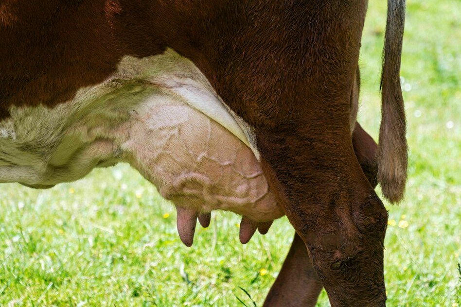Rückgang von veganen Alternativen: Ist die Kuhmilch wieder da?