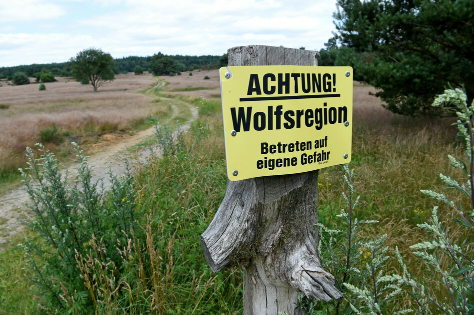 Wölfe in Niedersachsen: Kritik am Schnellschuss