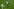 Kane beim Schuss, ein kongolesischer Spieler kann nicht mehr dazwischengehen