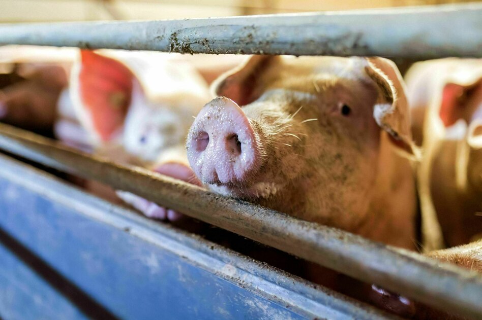 EU-Kommission zur Nutztierhaltung: Nicht abbauen, sondern stärken