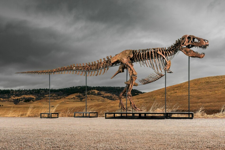 Rekordsumme für Dinofossil: Jurassic Markt