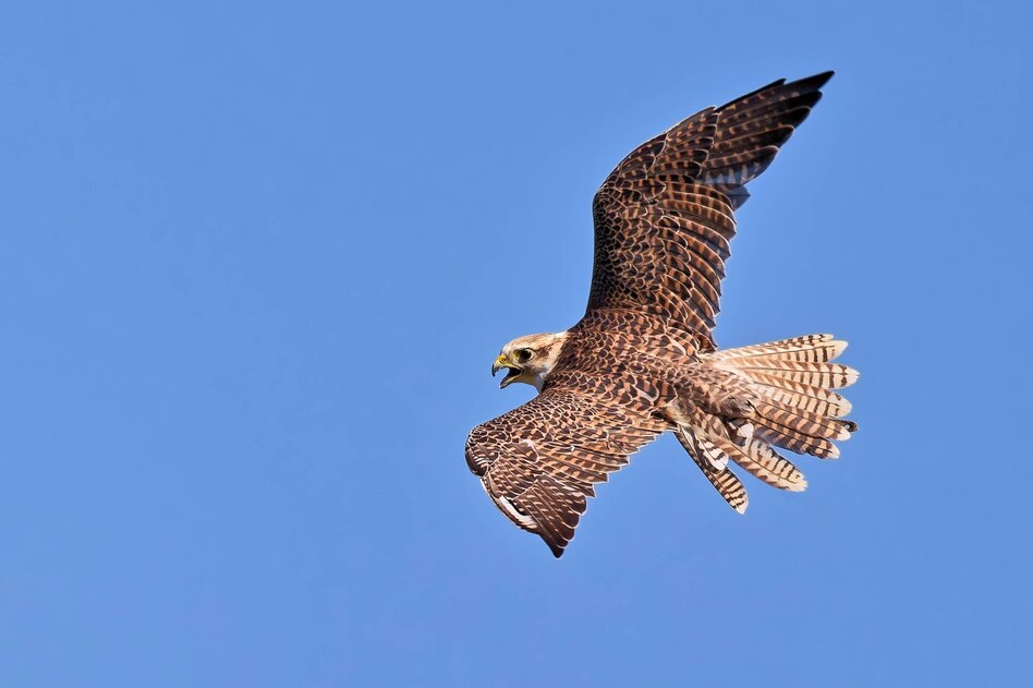 Natur im Fadenkreuz: Krieg und Wirtschaftskrise setzen iranischen Wildtieren zu