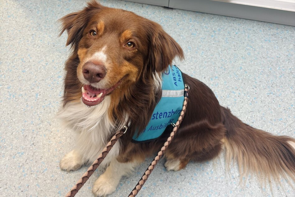 Keine Zulassung für Assistenzhunde: Bailey muss draußen bleiben