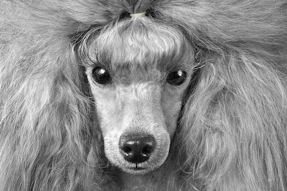 Trendhund: Wenn der Pudel tollt