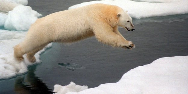 Ein Eisbär springt von Scholle zu Scholle