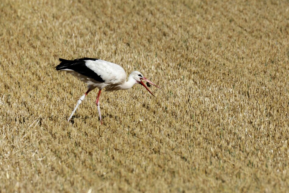 Mehr Störche in Deutschland: Der Storch lebt nicht vom Frosch allein