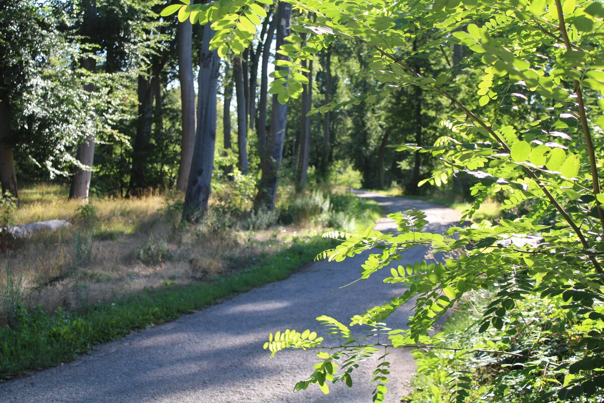Robinien wachsen im Park durch den ein Spazierweg führt