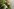 Blumen