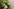 Blumen