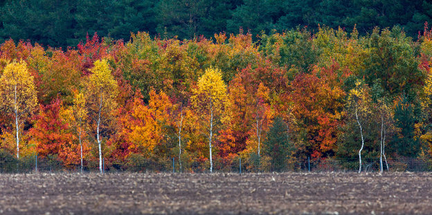 Acker vor Herbstbäumen in Mecklenburg-Vorpommern