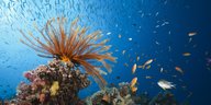 Fischschwärme ziehen ihre Kreise um eine Koralle