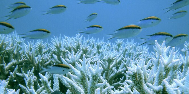 Fische schwimmen aus ausgebleichten Korallen vorbei