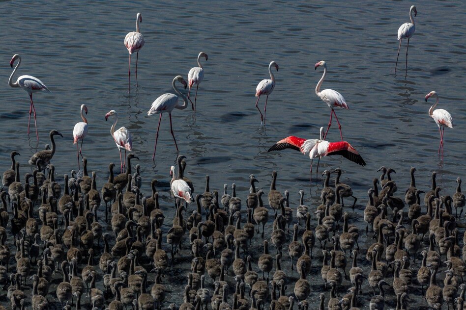Nach Naturschutz und Regen in der Türkei: Die Rückkehr der Flamingos