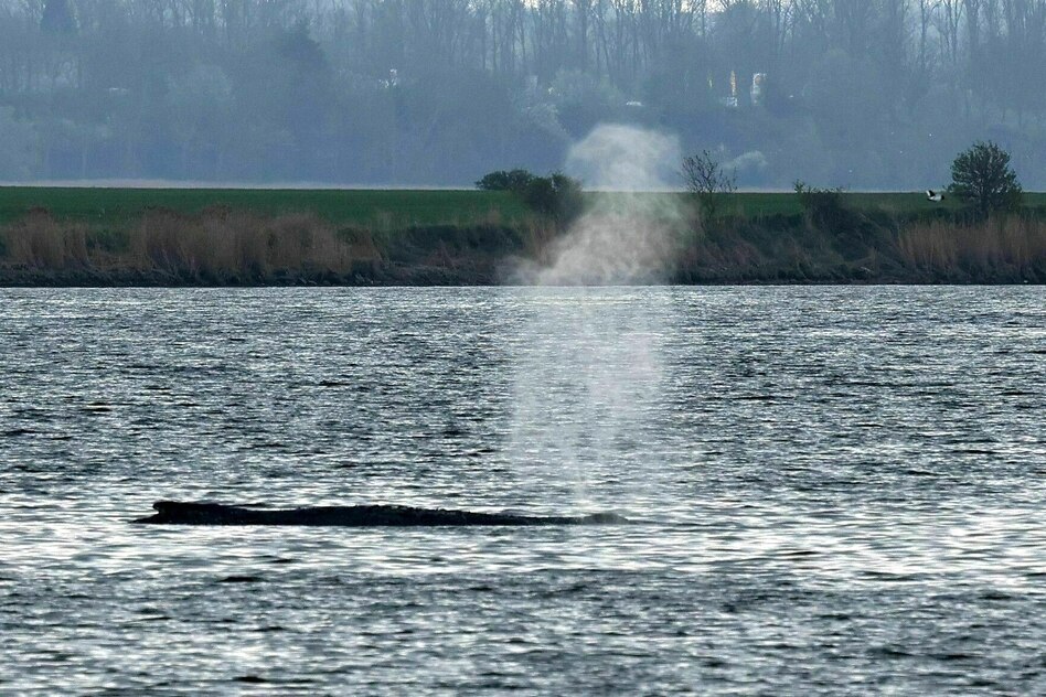 Neue Sichtung in Wismar: Schon wieder ein Wal