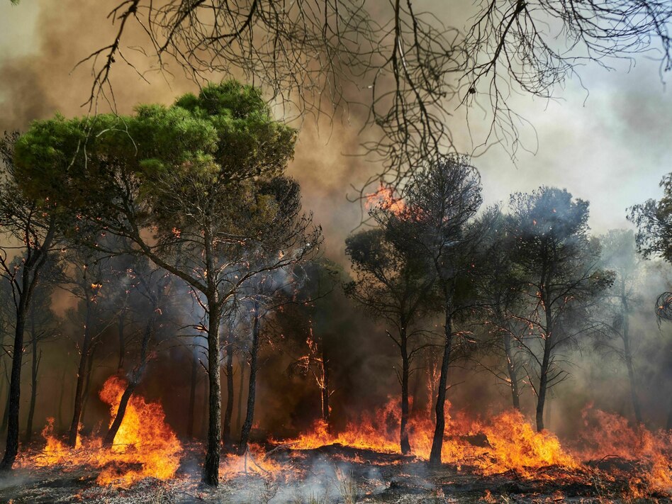 Waldbrände in Südeuropa: Zusehen, wie der Green Deal brennt