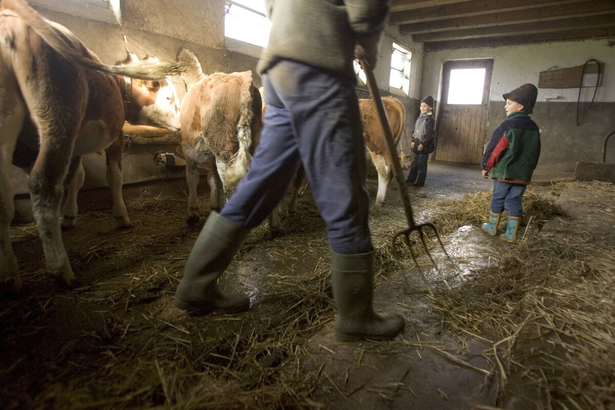 Farm effect: Cow burps lower children's allergy risk