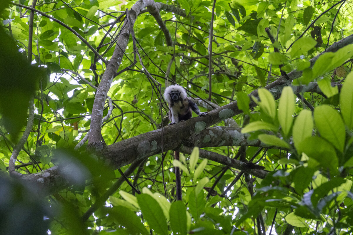Bedrohter Affe in Kolumbien: Ein Punk für den Urwald | taz.de