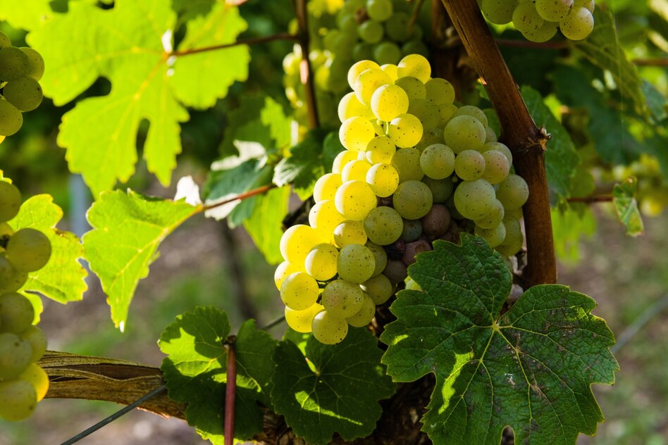 Weinverkostung: Silvaner Superstar