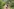 Eine Frau mit Eimer in der Hand läuft auf einem Feldweg. Rechts und links grünes Gebüsch und Bäume