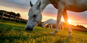 Pferde auf der Koppel bei Sonnenuntergang