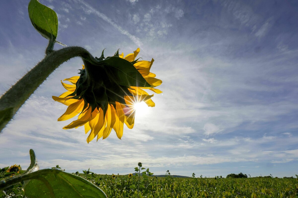Successful renewable energies: Record for solar power