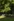 Viele Gartenstühle unter einem großen Baum