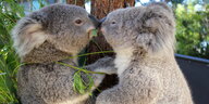 Zwei junge Koalas berühren sich mit den Nasenspitzen