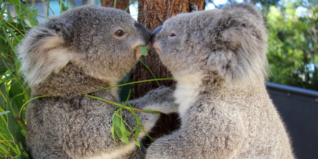 Zwei junge Koalas berühren sich mit den Nasenspitzen