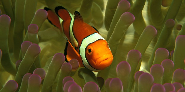 Ein Clownfisch schwimmt im Great Barrier Reef