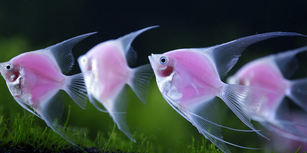 Vier kleine Zierfische schwimmen durch ein Aquarium. Vier kleine Zierfische schwimmen durch ein Aquarium.