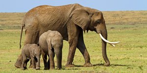 Ein erwachsener Elefant mit zwei Kindern