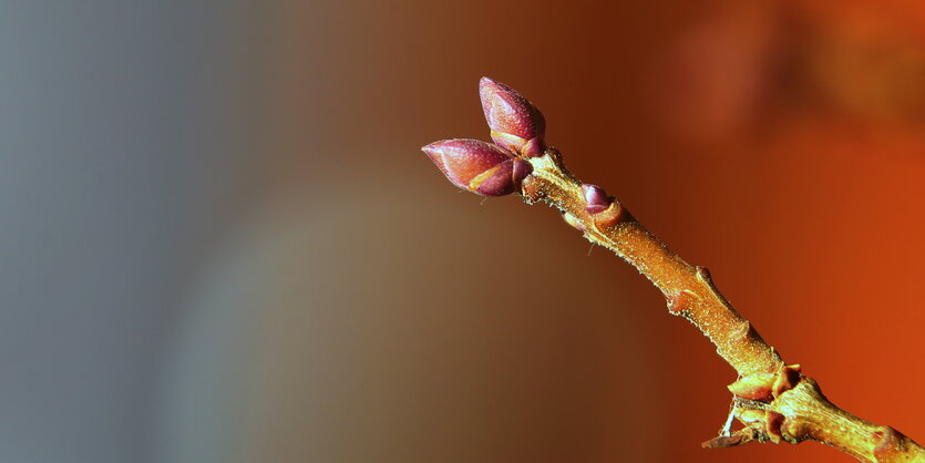 Eine rote Knospe an einem Fliederzweig.