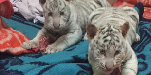 Zwei Tigerbabys auf Decken