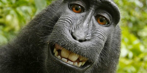 Ein grinsender Makake, der direkt in die Kamera schaut.