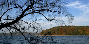 Blick auf den Stechlinsee, im Vordergrund ein verzweigter Ast, im Hinterrund ein bewaldeter Hügel