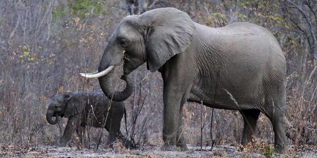 Elefanten in einem Nationalpark in Simbabwe