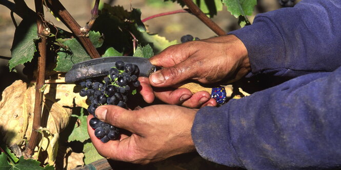 Weinernte, es sind nur die Hände, eine Schere und eine Rispe zu sehen