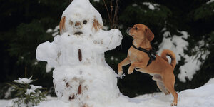 Ein Schneemann und ein Hund